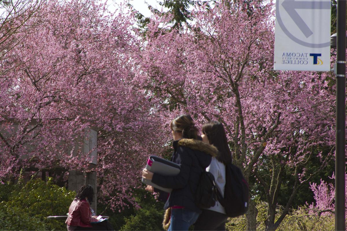两个女人拿着书走着，一个女人坐在桌子旁，背景是粉红色的水杨树